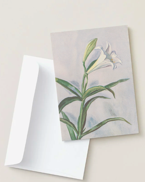 kiku print : greeting card - lily $3.40